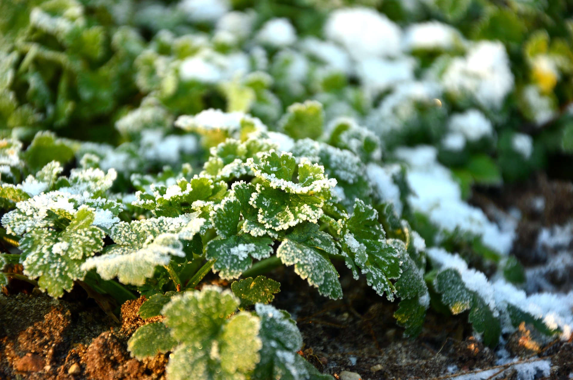 tuinonderhouden